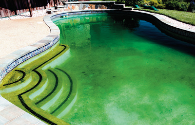Why Is My Pool Going Green & Eating Chlorine?